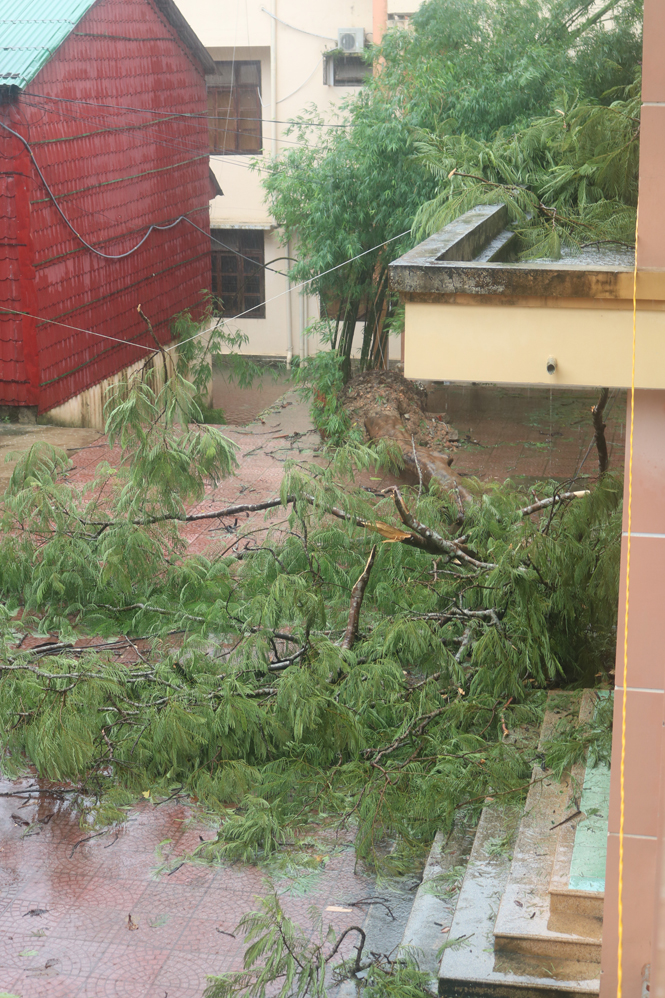 Cây cổ thụ trong khuôn viên trụ sở UBND huyện Tuyên Hoá bị gãy đổ.