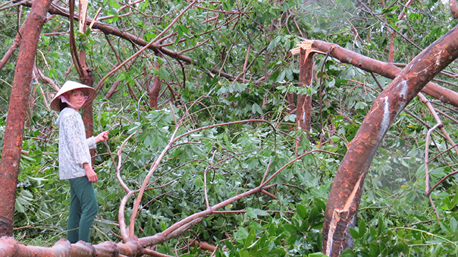  Vườn cây cao su của chị Hiền tan hoang sau bão số 10.