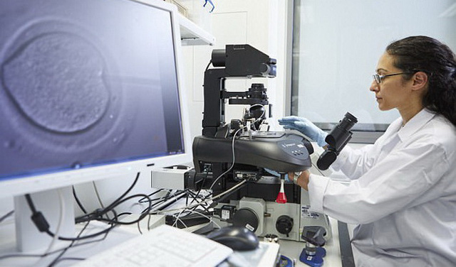 Tiến sĩ Kathy Niakan - thuộc Học viện Francis Crick London (Anh), đang nghiên cứu phôi thai phát triển dưới kính hiển vi - Ảnh: MailOnline