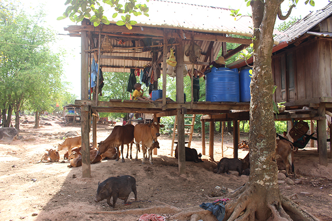 Phát triển chăn nuôi bò ở bản Dốc Mây (xã Trường Sơn, huyện Quảng Ninh).