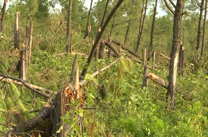 Rừng thông ở huyện Quảng Trạch trong kỳ khai thác bị gãy đổ do bão số 10.