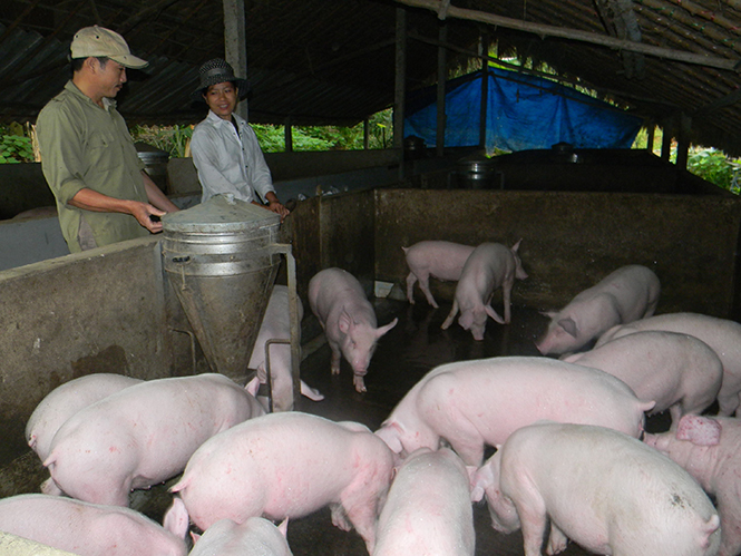 Mặc dù giá cả biến động thất thường, nhưng tổng đàn lợn của huyện Lệ Thủy vẫn được duy trì ổn định.