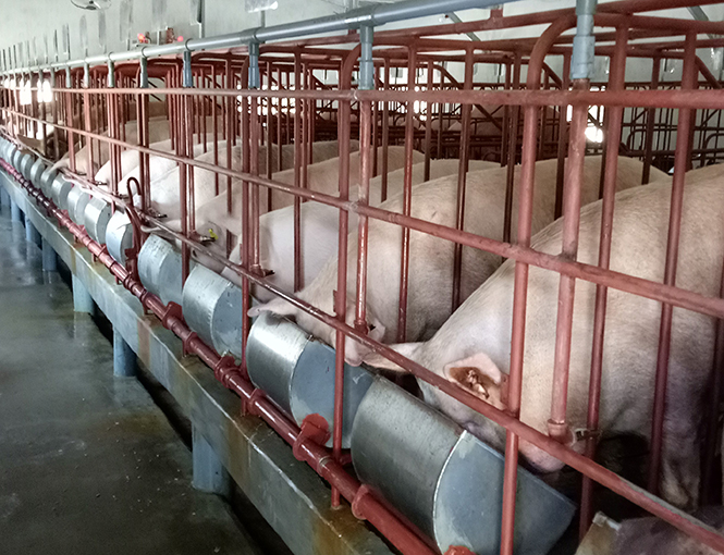 Trang trại chăn nuôi lợn của nông dân xã Ngư Thủy Bắc, huyện Lệ Thủy.