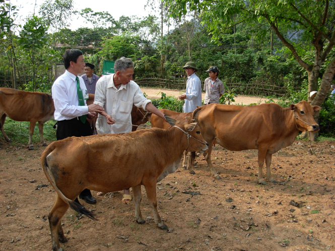 Các địa phương tăng cường công tác phòng chống dịch bệnh cho gia súc.