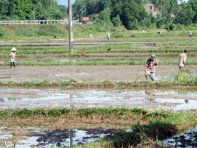 Nông dân huyện Quảng Ninh tập trung làm đất chuẩn bị cho vụ đông-xuân.