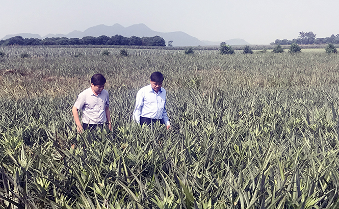 Đoàn công tác tỉnh ta tham quan mô hình trồng dứa nguyên liệu tại Công ty CP thực phẩm xuất khẩu Đồng Giao, tỉnh Ninh Bình.