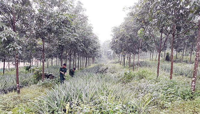 Mô hình trồng dứa dưới tán rừng cao su của Đoàn Kinh tế quốc phòng 79 (ở tại xã Lâm Thủy, huyện Lệ Thủy).
