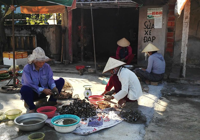 Sau lụt bão, hàu thương phẩm ở thị trấn Quán Hàu được giá.