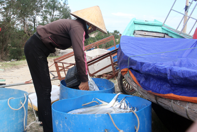 Ngư dân Hải Ninh được mùa cá hố.
