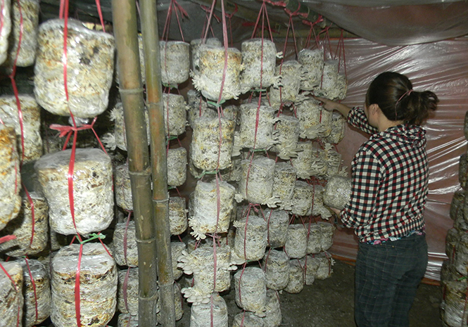 Nhờ được tham gia đào tạo nghề, một hộ dân ở xã Tiến Hoá đã mạnh dạn mở cơ sở trồng và nhân giống nấm.