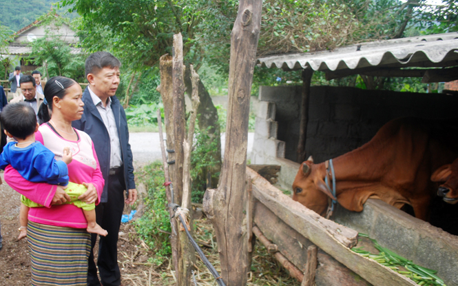 Đồng chí Nguyễn Hữu Hoài, Chủ tịch UBND tỉnh thăm mô hình chăn nuôi bò tại bản Khe Ngang.