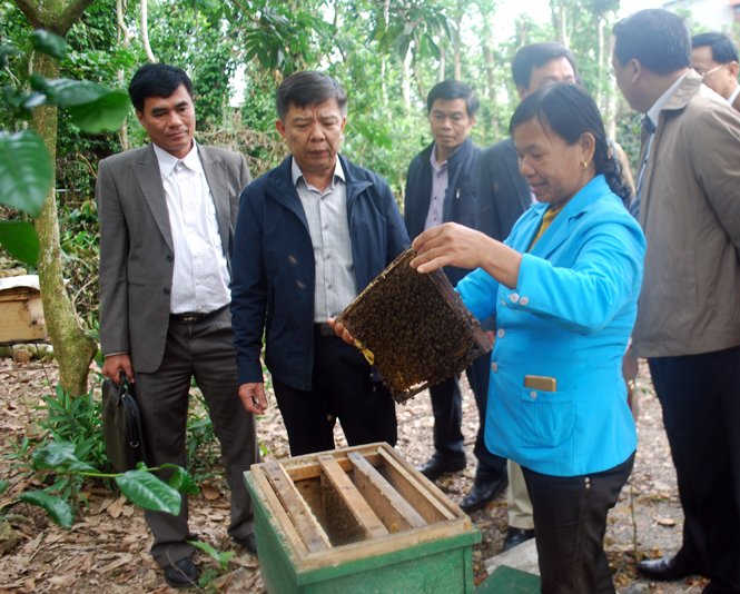 Đồng chí Chủ tịch UBND tỉnh thăm mô hình nuôi ong tại thôn Quyết Thắng.
