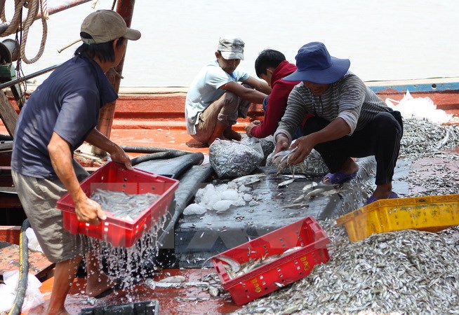 Ngư dân Nghệ An tập kết hải sản vừa đánh bắt. (Ảnh: Thanh Tùng/TTXVN)