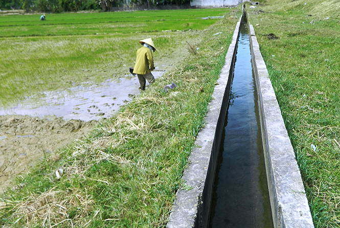 Nông dân thị xã Ba Đồn triển khai sản xuất sau khi xử lý xong diện tích đất và hệ thống kênh mương bị nhiễm mặn.