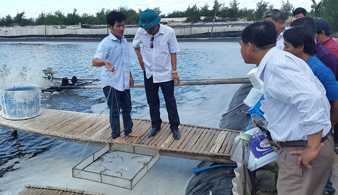 Nhiều doanh nghiệp, hộ dân ở xã Hải Ninh đầu tư nuôi thủy hải sản.