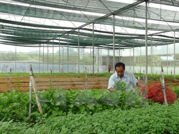 Sản xuất rau sạch trong nhà kính tại khu nông nghiệp công nghệ cao ở thị xã Ninh Hòa, Khánh Hòa. (Ảnh: Nguyên Lý/TTXVN)