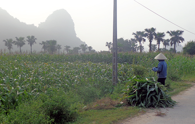 Một mô hình chuyển đổi từ đất lúa sang trồng ngô cho hiệu quả kinh tế cao ở huyện Tuyên Hoá.
