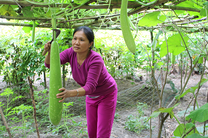 Mô hình rau sạch được dự án EbA hỗ trợ giúp người dân thôn Hòa Bình (xã Quảng Hưng, huyện Quảng Trạch) có thêm nguồn thu nhập.