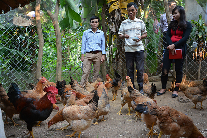 Mô hình nuôi gà nâng cao thu nhập cho người dân xã Xuân Trạch.