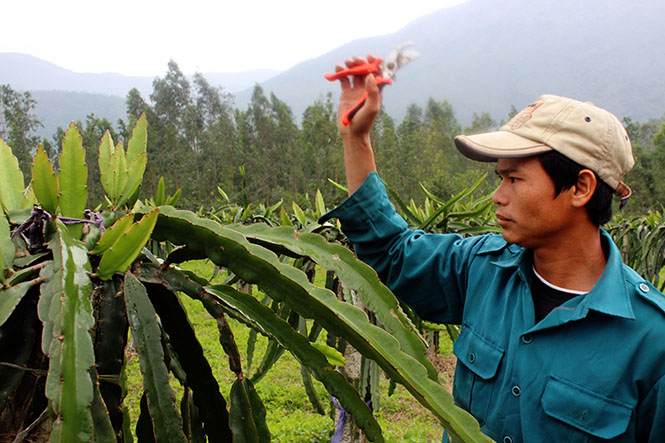  Mô hình trồng cây thanh long ruột đỏ đang phát triển tốt ở Minh Hóa, hứa hẹn là một trong những cây trồng giúp người nông dân tăng thu nhập.