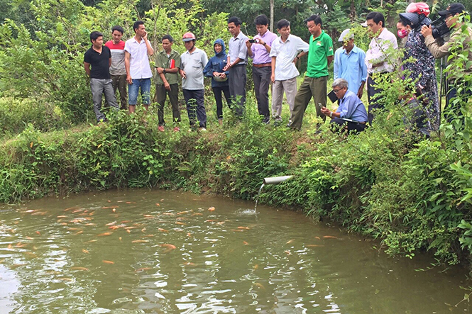  Mô hình nuôi cá diêu hồng thương phẩm do Phòng LĐ-TB-XH phối hợp với Trạm Khuyến nông huyện Minh Hóa đầu tư bước đầu đã giúp nhiều hộ nông dân thoát nghèo.