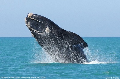 Cá voi Đại Tây Dương đang dần tuyệt chủng