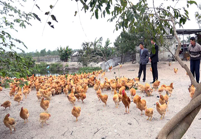 Mô hình nuôi gà thả vườn của anh Nguyễn Thanh Hải (Thanh Trạch, Bố Trạch) cho thu nhập ổn định.