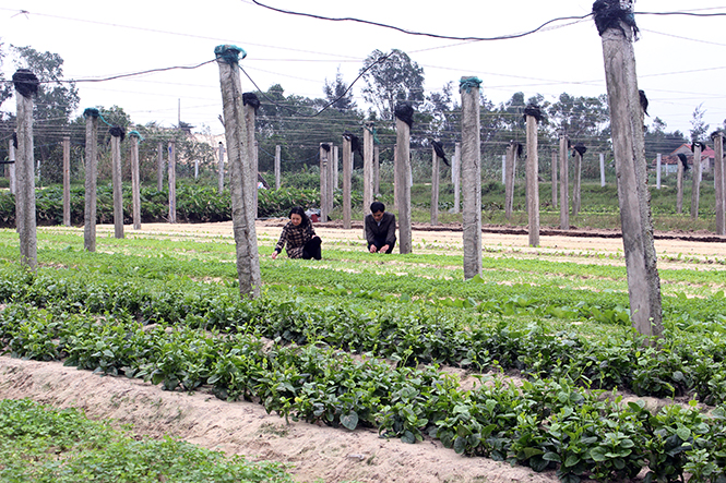 Nhiều gia đình ở thôn Thượng (Võ Ninh, Quảng Ninh) đầu tư quy mô, hiệu quả diện tích trồng rau sạch.