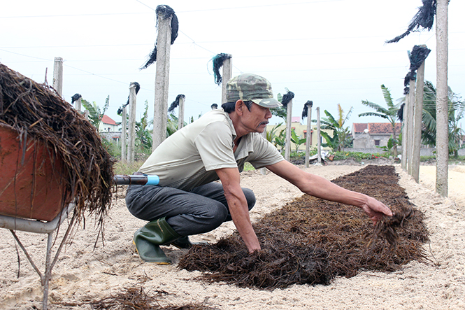 Ông Nguyễn Văn Trung đang tiến hành vào phân chuẩn bị đợt trồng rau mới.