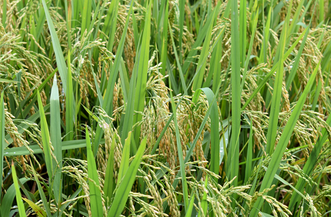 Mô hình trồng lúa năng suất cao ở xã Phú Thủy, huyện Lệ Thủy.