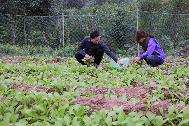 Các mô hình vườn kinh tế góp phần ổn định cuộc sống cho người dân xã Trường Xuân.