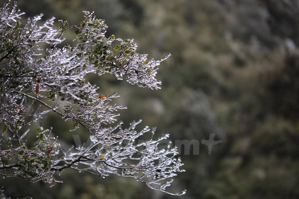  Băng tuyết đóng trên những ngọn cây tại đỉnh đèo. (Ảnh: Lê Minh Sơn/Vietnam+)