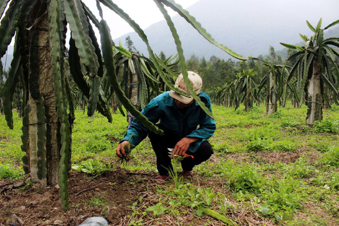 Mô hình trồng cây thanh long ruột đỏ trên đất đồi ở Minh Hóa là mô hình mang lại hiệu quả kinh tế cao, có thể nhân rộng.