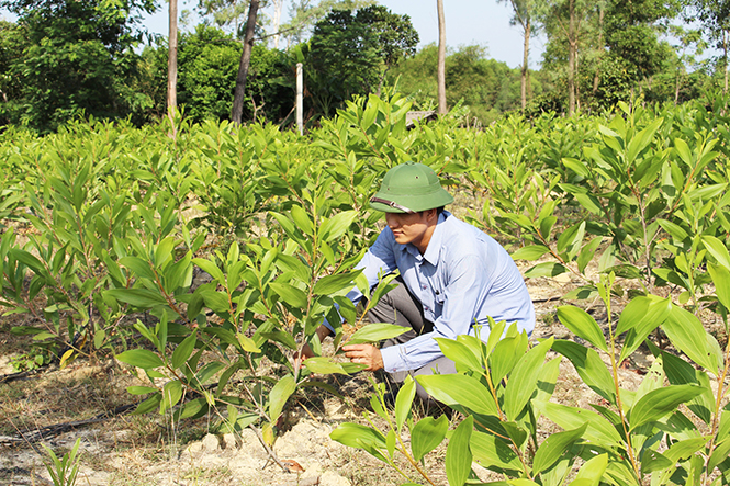 Người dân Lệ Thủy tích cực chăm sóc cây giống lâm nghiệp nhằm phát triển diện tích rừng trồng.