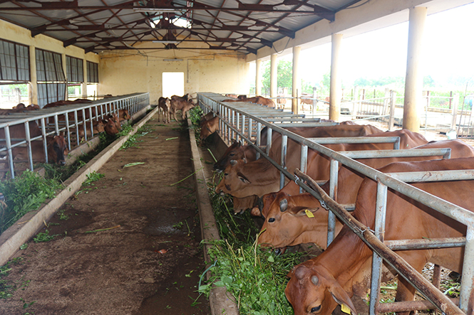 Sản xuất chăn nuôi ngày càng phát triển quy mô, chất lượng.