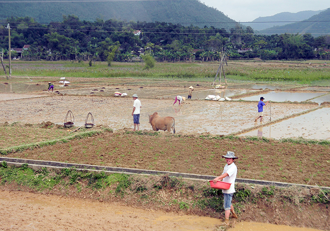 Tranh thủ thời tiết thuận lợi, nông dân Tuyên Hoá khẩn trương xuống giống theo đúng khung lịch thời vụ.