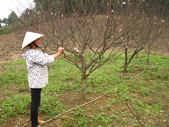 Người dân huyện Minh Hóa đang chăm sóc vườn đào phai chuẩn bị cho dịp Tết.