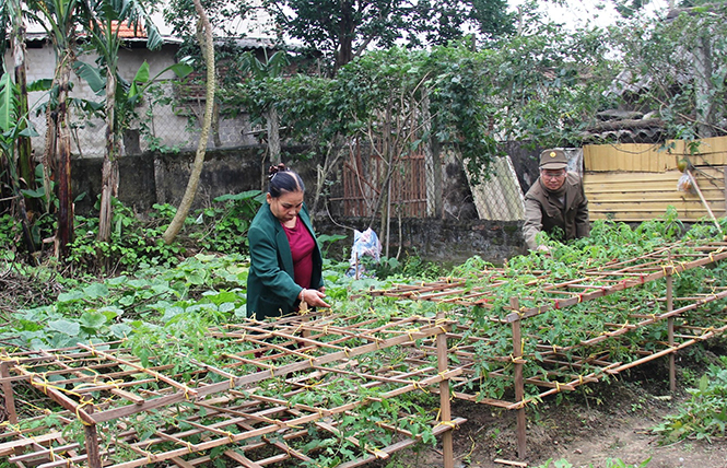 Niềm vui tuổi già của vợ chồng CCB Nguyễn Trọng Phu là được chăm chút cho mảnh vườn nhỏ.