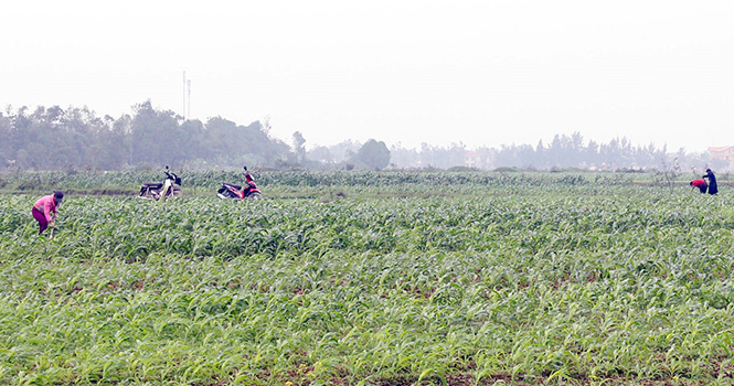 Nông dân xã Hiền Ninh thu hoạch ngô non trà đầu.