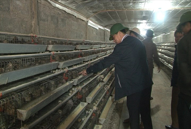 Mô hình nuôi chim cút mang lại hiệu quả kinh tế cao của gia đình anh Nguyễn Quang Ngọc (Ngư Thủy Trung, Lệ Thủy)