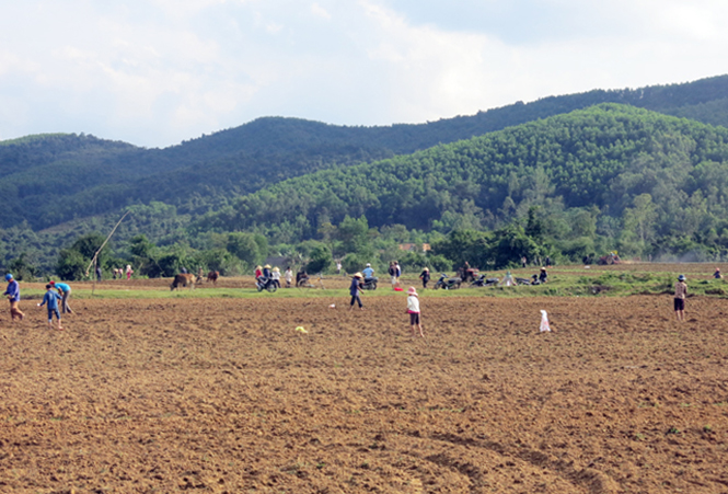 Toàn huyện Minh Hóa hiện đã gieo trồng trên 1.000 ha lạc.