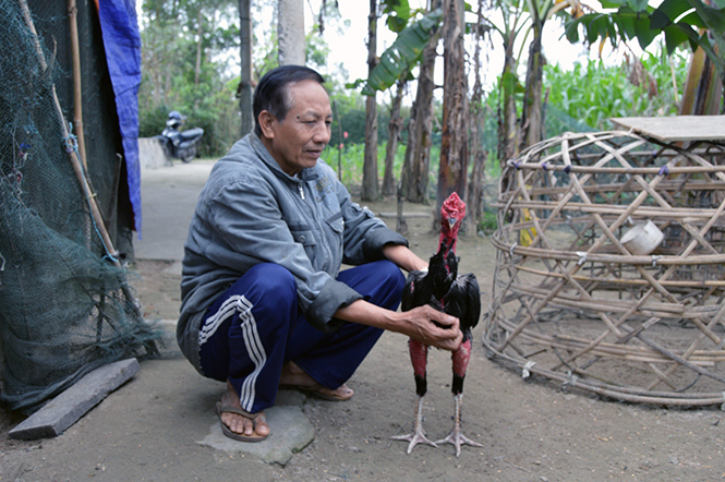 Người dân nuôi và luyện gà chọi để tham gia vào ngày hội chọi gà được tổ chức ở đình làng vào ngày rằm tháng Giêng.