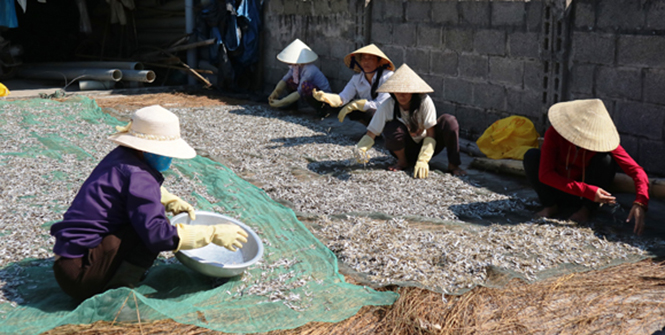 Cá cơm khô của xã Hải Ninh được rất nhiều khách hàng tin dùng và lựa chọn.