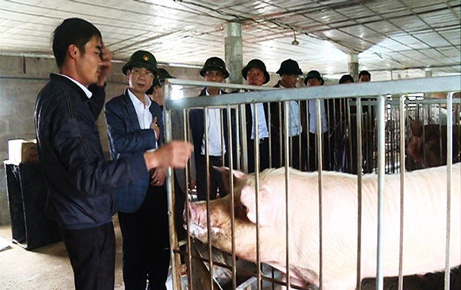 Lãnh đạo huyện Quảng Ninh thăm, động viên các mô hình chăn nuôi trang trại trên địa bàn.
