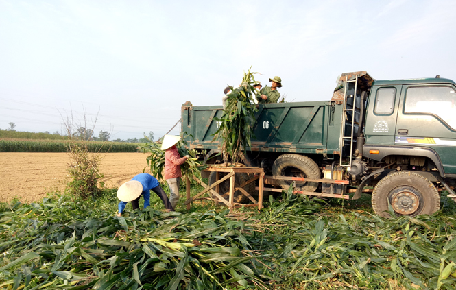 Nông dân thôn Nam Trạch, xã Nam Trạch thu hoạch ngô vụ đông-xuân.