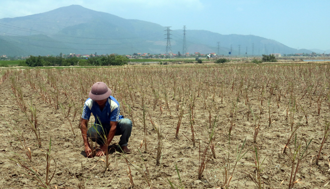 Mô hình trồng cây dược liệu để sản xuất tinh dầu ở thôn Phúc Kiều, xã Quảng Tùng.