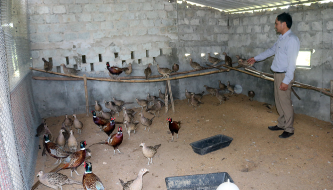 Mô hình nuôi chim trĩ tại thôn Xuân Tùng, xã Quảng Tùng.