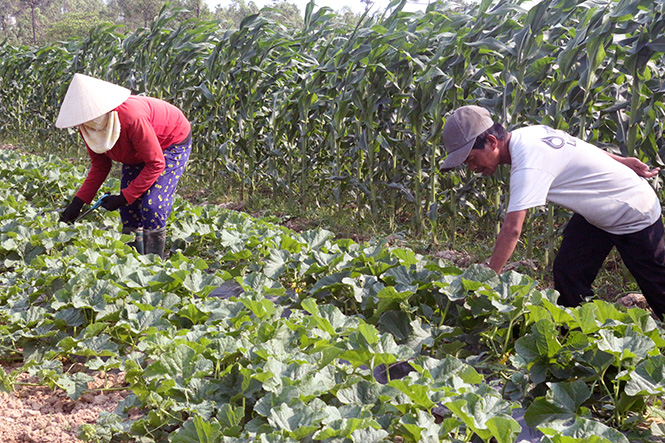 Nông dân Quảng Ninh chuyển đổi đất trồng lúa năng suất thấp sang trồng dưa.
