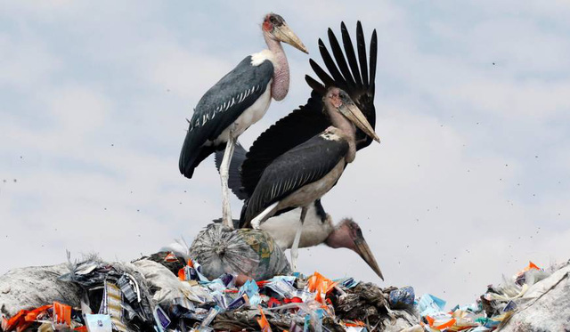 Rất nhiều loài vật đã chết vì ăn phải rác thải nhựa - Ảnh: REUTERS