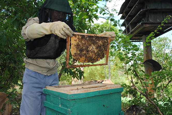 Nghề nuôi ong lấy mật đang là hướng đi thoát nghèo của người dân Tuyên Hóa.
